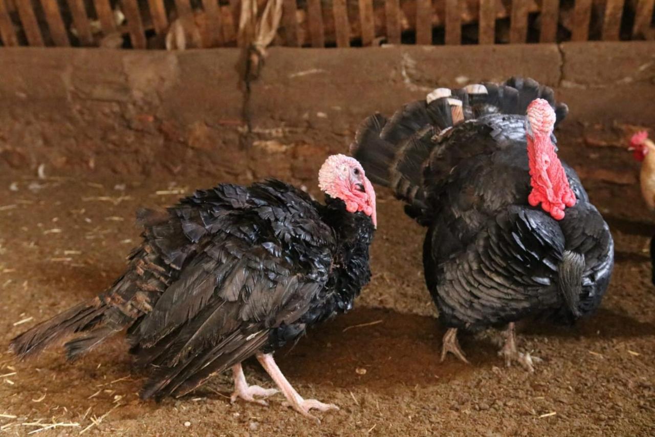 Casa Rural Chulilla Villarroya de los Pinares エクステリア 写真